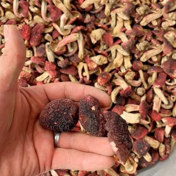 Grade Dried Red Mushroom Russula Vinous Russula Grade Dried
