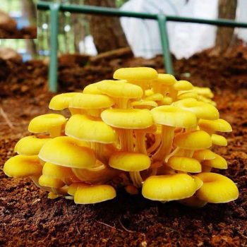 Chanterelles dried wild chanterelle mushrooms wild yellow harvest cantharellus mushroom